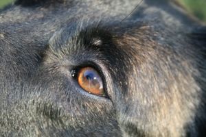 Hund: Tiere beobachten Menschen ganz genau (Foto: dreisonnen, pixelio.de)