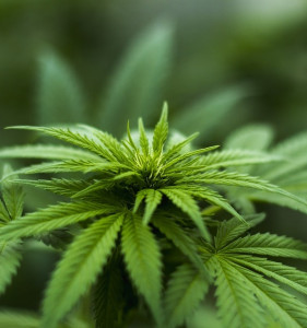 Cannabis: Medizinischer Konsum nimmt zu (Foto: herbalhemp, pixabay.com)