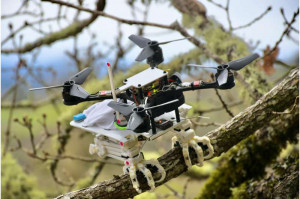 Vogelinspirierte Drohne nach einer glücklichen Landung (Foto: William Roderick)