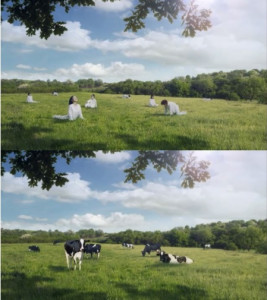 Wandlung im Spot: erst Frauen, dann Kühe (Foto: Seoul Milk, youtube.com)