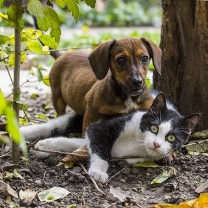 Hund und Katz: für verschiedene Botschaften geeignet (Foto: ilyessuti, pixabay.com)