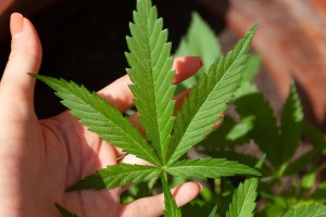 Cannabis: Wirksamkeit bei Krebsschmerzen erstmals nachgewiesen (Foto: pixabay.com, Alissa De Leva)
