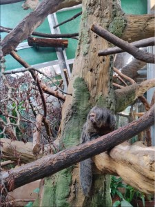 Einer von drei Versuchsaffen im Zoo von Helsinki (Foto: gla.ac.uk)