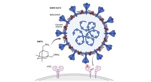 Spike-Protein (blau) kann dank NMT5 nicht mehr andocken (Grafik: scripps.edu)
