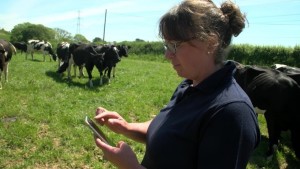 Kate Hoare bei der Erfassung von Rindern auf der Weide (Foto: herdwatch.co.uk)