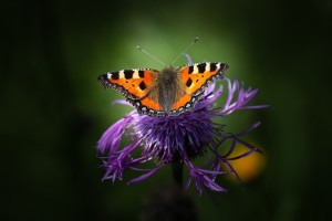 Schmetterling: Farblose Plättchen sorgen für leuchtende Farben (Foto: Petra, pixabay.com)