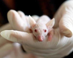 Labormaus: Forscher klären am Tiermodell die Lymphknoten-Entstehung (Foto: tiburi, pixabay.com)