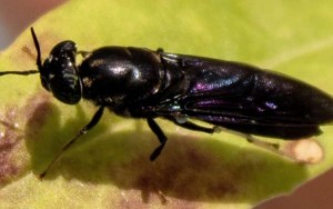 Schwarze Soldatenfliege: Insekt ist vielseitig einsetzbar (Foto: Cassidy Tibbetts, tamu.edu)