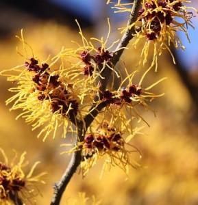 Hamamelis-Pflanze, die Samenkörner verschießt (Foto: pixabay.com, manfredrichter)