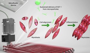 Druckprozess: Eine neue Biotinte erstellt künstliche Muskeln (Grafik: terasaki.org/institute)