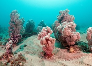 Weichkorallen an einem ungefährdeten Standort in Australien (Foto: David Harasti)