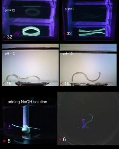 Soft Robots in Aktion: Winzige Roboter sind nur einen Zentimeter groß (Foto: uwaterloo.ca)