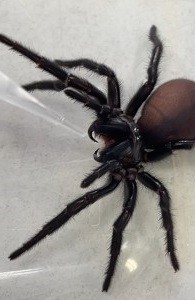 Entnahme des tödlichen Gifts einer Trichternetzspinne im Labor (Foto: uq.edu.au)