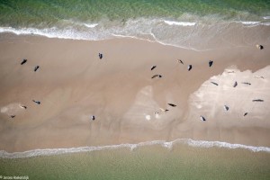 Trainingsbild für die computerisierte Robbenzählung (Foto: Jeroen Hoekendijk, wur.nl)