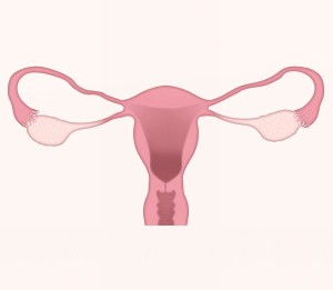 Uterus: Wechseljahre gehören bald womöglich der Vergangenheit an (Foto: pixabay.com, Silvia)