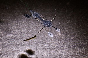 Künstlicher Wasserläufer nutzt geschickt die Oberflächenspannung des Wassers (Foto: wsu.edu)