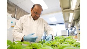 Spurensuche im Labor für Pflanzenbiologie: Fungizid hochwirksam (Foto: Sasha Bakhter, ucdavis.edu)