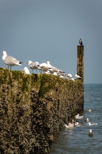 Von fest klebenden Muscheln übersäter Wellenbrecher (Foto: Christoph Schütz, pixabay.com)