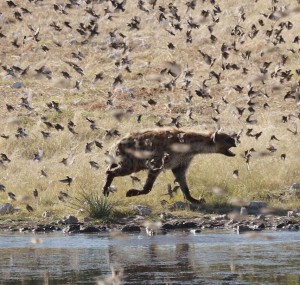 Tüpfelhyäne jagt kleine Vögel (Foto: Miha Krofel)