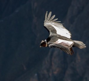 Kondorflügel: Nachempfundene Winglets machen Windenergie effektiver (Foto: jmarti20, pixabay.com)