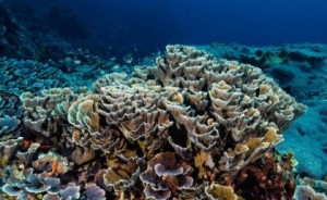 Korallen in tiefem kühlerem Wasser: Erderwärmung als massive Gefahr (Foto: Peter Mumby, uq.edu.au)