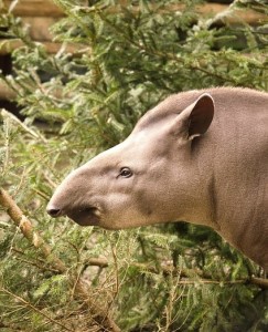 Tapir: Tier gehört zu jener Art, die in Brasilien viele Unfälle verursacht (Foto: Nina/pixabay.de)