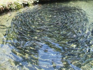 Aquafarm: Künftig werden weniger Fische zu Fischmehl verarbeitet (Foto: ESchwarz, pixabay.com)