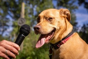 Einmal bellen bitte: Sammeln von Hundelauten für KI-Übersetzung (Foto: umich.edu/Marcin Szczepanski)