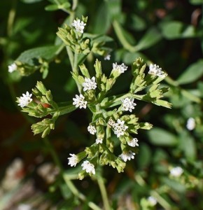 Stevia: Süßstoff taugt als gesunder Zuckerersatz (Foto: Jan Haerer, pixabay.com)