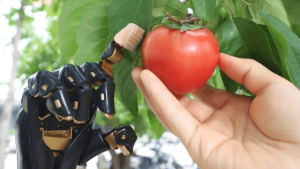 Künstliche Haut einer Robo-Hand beim Betasten einer Tomate (Foto: tsinghua.edu.cn/en)