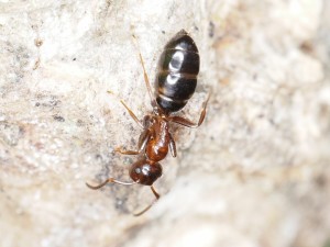 Stöpselkopfameise Colobopsis truncata (Foto: Michael Knapp)