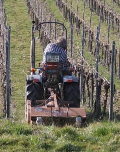 Weinbauer: Mikroplastik nun auch in Weinbergen gefunden (Foto: pixabay.com, Gogo-Upright)