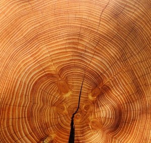 Holz: Rohstoff hilft bei der kostengünstigen Wasserstoffproduktion (Foto: Couleur, pixabay.com)