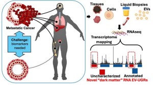 Krebsdiagnose nach heutiger (links) und neuer Art (Bild: Icahn Mount Sinai)