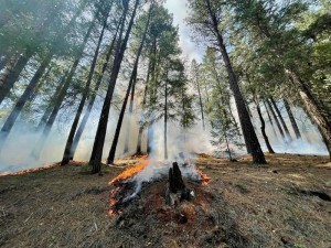 Leichter Waldbrand, der vor künftigen Feuern schützt (Foto: Andrew Latimer/UC Davis)