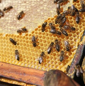 Bienenhonig kann zur effektiven Waffe gegen Krebs werden (Foto: pixabay.com, Propolia)