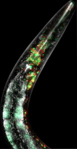 C. elegans: Mitochondrien in rot und grün markiert (Foto: A/Prof Steven Zuryn)