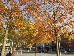 Bäume in Zürich: Große Artenvielfalt in der Stadt nachgewiesen (Foto: Peter Longatti, wsl.ch)