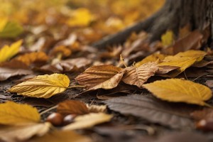 Laubabwurf im Herbst (Foto: goodRanking)