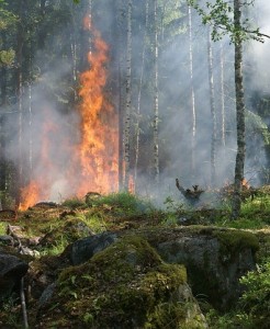 Bekämpfung von Waldbränden in virtueller Umgebung (Foto: Ylvers, pixabay.com)