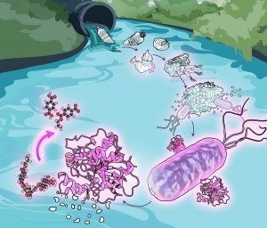 So zerlegen Bakterien Plastikmüll im Wasser (Illustration: northwestern.edu)