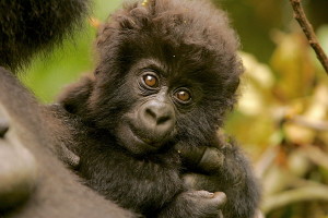 Gorillas - unsere nahen Verwandten, Foto: Matto Barfuss