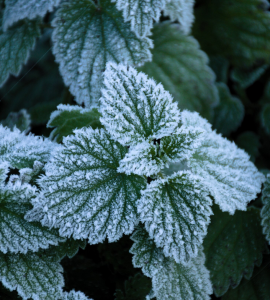 Blätter mit Eis: Schutzfolie ist inspiriert von der Natur (Foto: Stephen Herb, ucla.edu)