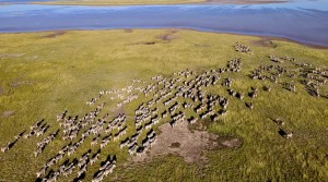 Wildlife in Afrika (Foto: Matto Barfuss)