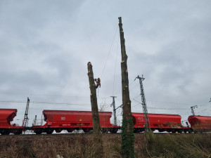 Baumfällung an Bahngleisen (Foto: Industrie Kletterer Hamburg IKH GmbH)