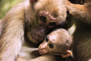 Assam-Makaken: Nachwuchs reagiert auf Stress empfindlich (Foto: Thawat Wisate)