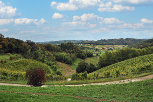 Wein-Hügel in Zagorje